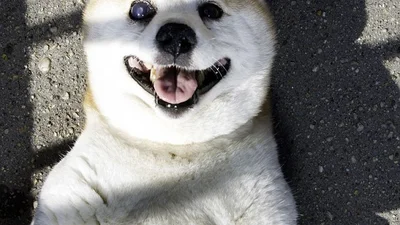 Счастье есть: нашлась самая улыбчивая собака в мире