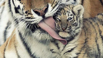 Доньки-матері: милі фото тварин мам і діточок