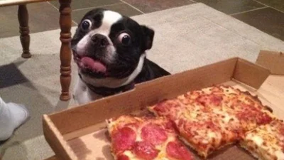 Час вечеряти: 44 по-справжньому голодних тварин