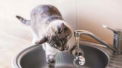 Активні та смішні: коти не перестають пустувати та розчулювати