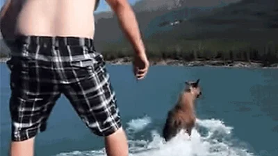 Парень решил укротить лося в воде