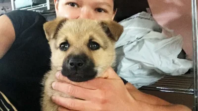 Співачка Руслана прихистила бездомних тварин