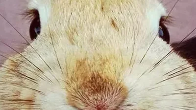 Маленькі та смішні: кролики показують язики