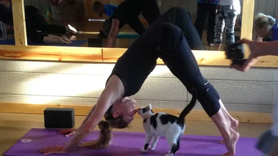 Нова фішка: в Америці пропонують займатися йогою з котами