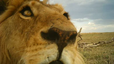 Тварини відпалюють: якби чотирилапі вміли робити селфі