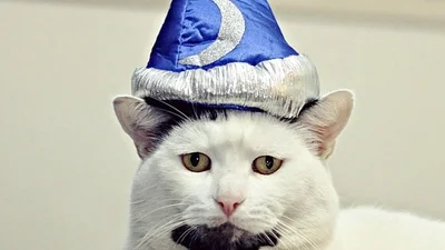 Кіт із бородою став новою зіркою інтернету