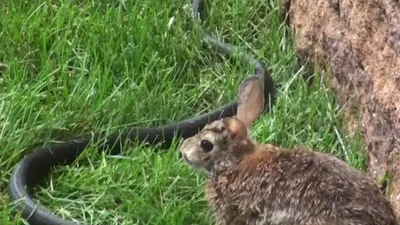 Сила духу: відчайдушний кролик змусив тікати змію