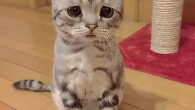 Приуныл: самая грустная кошка в мире