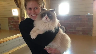 Спорт і благодійність: люди займаються йогою з котами