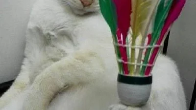 Виявлено найбільш незворушного кота у світі