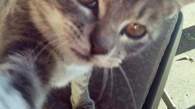Забавные кото-селфи: отпадные фото котов