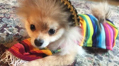 Дивакуватий шанувальник піжам: кумедні фото собаки-модника