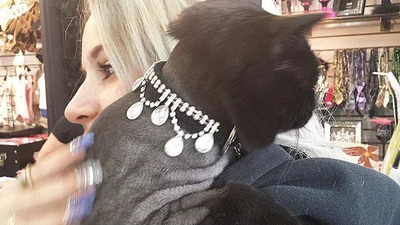 Не життя, а казка: коти, яким пощастило