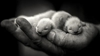 Фото дитинчат тварин, які поміщаються в долоньку