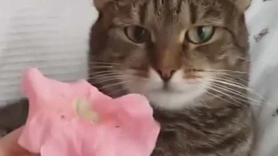 Заберите это: котик смешно испугался цветка