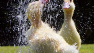 Жара ни по чем: животные кайфуют под душем