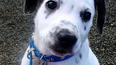 Милі цуценята, які розтоплять твоє серце