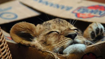 Докази того, що великі кішки теж люблять коробки