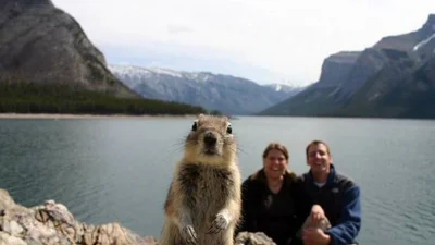 Вдалі фото: як тварини можуть зіпсувати знімок