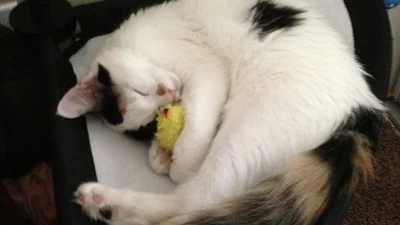 Друзі назавжди: милі фото тварин та їхніх іграшок