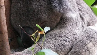 На зависть людям: милые фото спящих коал