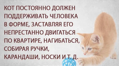 Наші улюбленці: правила життя справжніх котів