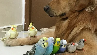 Очаровашки: собака проявляет любовь к птицам и хомяку