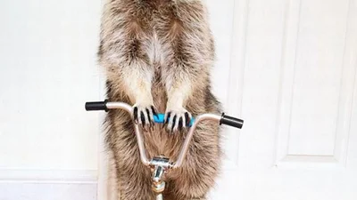 Найрозумніший єнот у світі