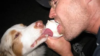 Тварини, які жити не можуть без морозива