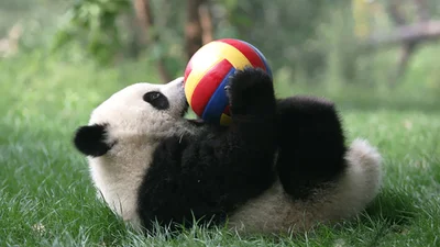 Самое милое место в мире: панды и их детский сад