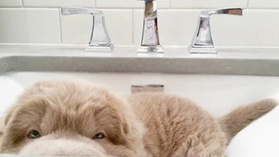 Собака или медведь: в сети появились фото суперкрасивого щенка