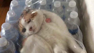 Тварини, які дізналися значення фейлу