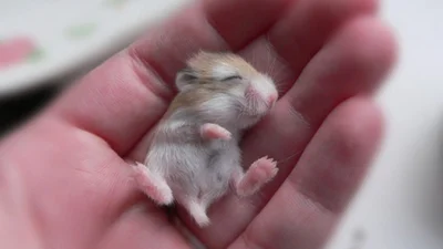 Новонароджені тварини, яких ви ніколи не бачили