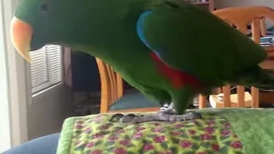 Нашелся попугай, который сексуально танцует