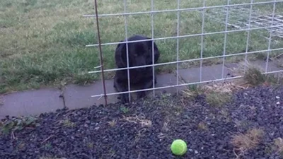 Милахи чудять: той момент, коли у песиків усе пішло не так