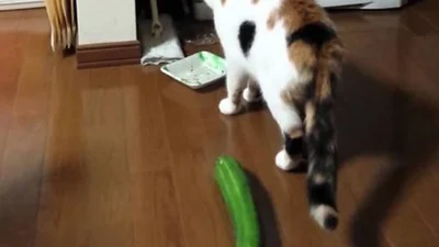 Смішний кіт злякався огірка