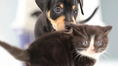 Котята и щенки впервые в жизни увидели друг друга