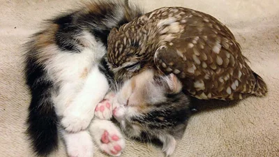 Найкращі друзі: сова несподівано подружилася з кошеням