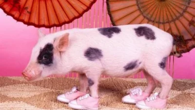 Прикол дня: интернет покорили свиньи в обуви