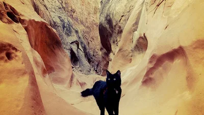 Кішка-альпініст підкорює вершини з господарем