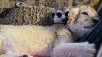 Такі різні: тварини демонструють любов