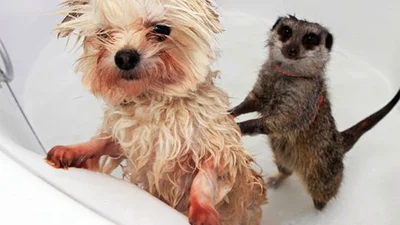Помой меня: животные, которые обожают принимать ванну
