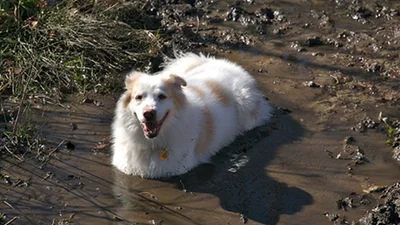 Грязьові ванни: тварини, які жахливо забруднилися