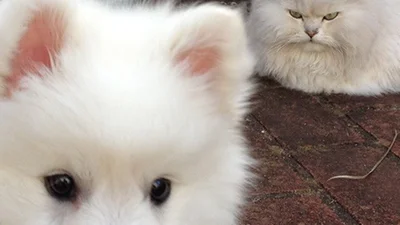 Новий друг: вихованці смішно сприймають інших тварин