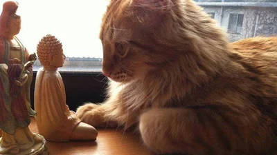 Коти-буддисти вже знайшли внутрішню гармонію