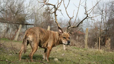 Приголомшливі фото, зроблені в правильний момент