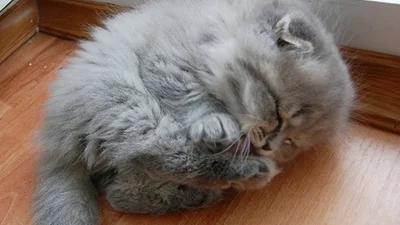 В мире котов: пушистые морды, которые спят слаще всех