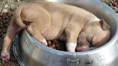 Собаки, яким знадобилося терміново виспатися