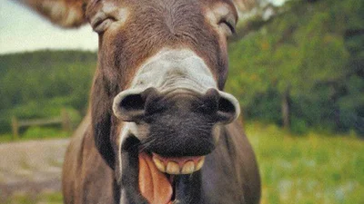 Кумедні усмішки: тварини піднімають настрій усмішками