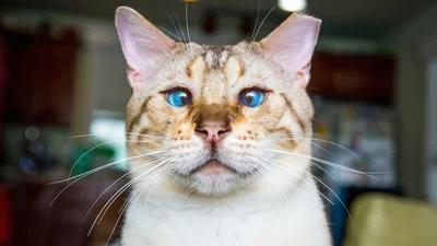 Коти теж уміють показувати емоції